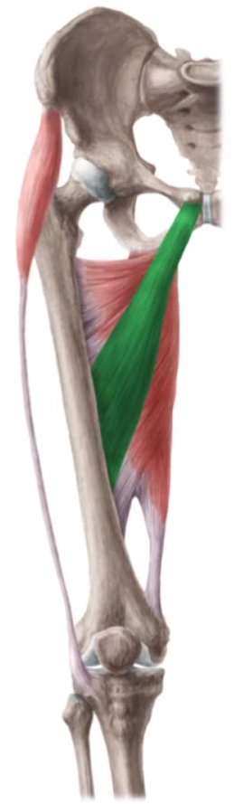 Músculo Aductor mediano