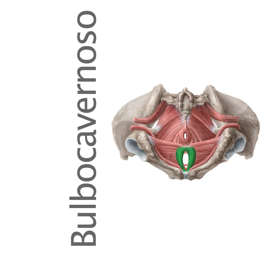 Musculo Bulbocavernoso o bulboesponjoso