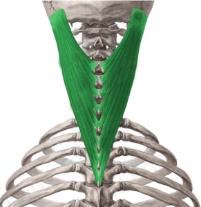 Image result for musculos esplenios de la cabeza y cuello