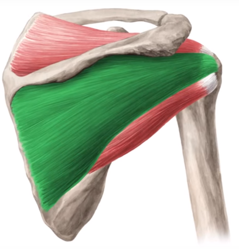 Алкоголизация Supraspinatus